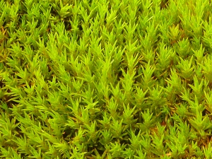 Close up of Polytrichum strictum moss growing on Green Island (Photo: Matt Amesbury)